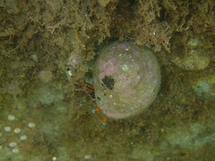 Calcinus laevimanus