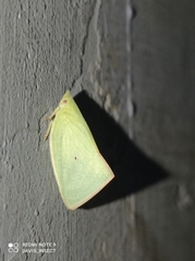 Colgaroides acuminata