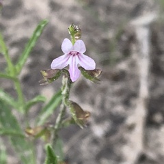 Endostemon tenuiflorus image