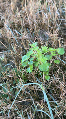 Urtica chamaedryoides