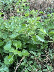 Urtica chamaedryoides
