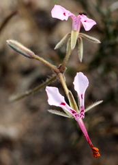 Pelargonium ternifolium