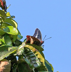Charaxes brutus
