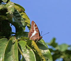 Charaxes brutus