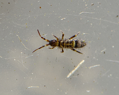 Orchesella cincta