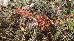 Drosera rosulata