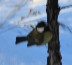 Parus major