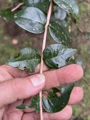 Eugenia uniflora image