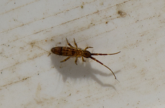 Orchesella flavescens