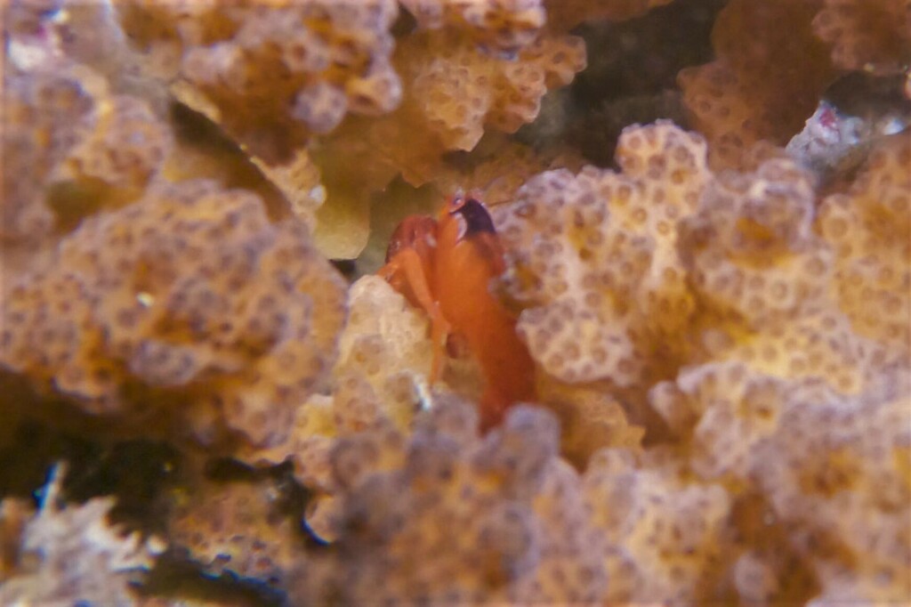 coral snapping shrimp