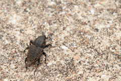 Sphenophorus cariosus