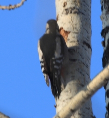 Dendrocopos major