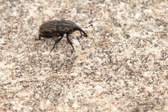 Sphenophorus cariosus