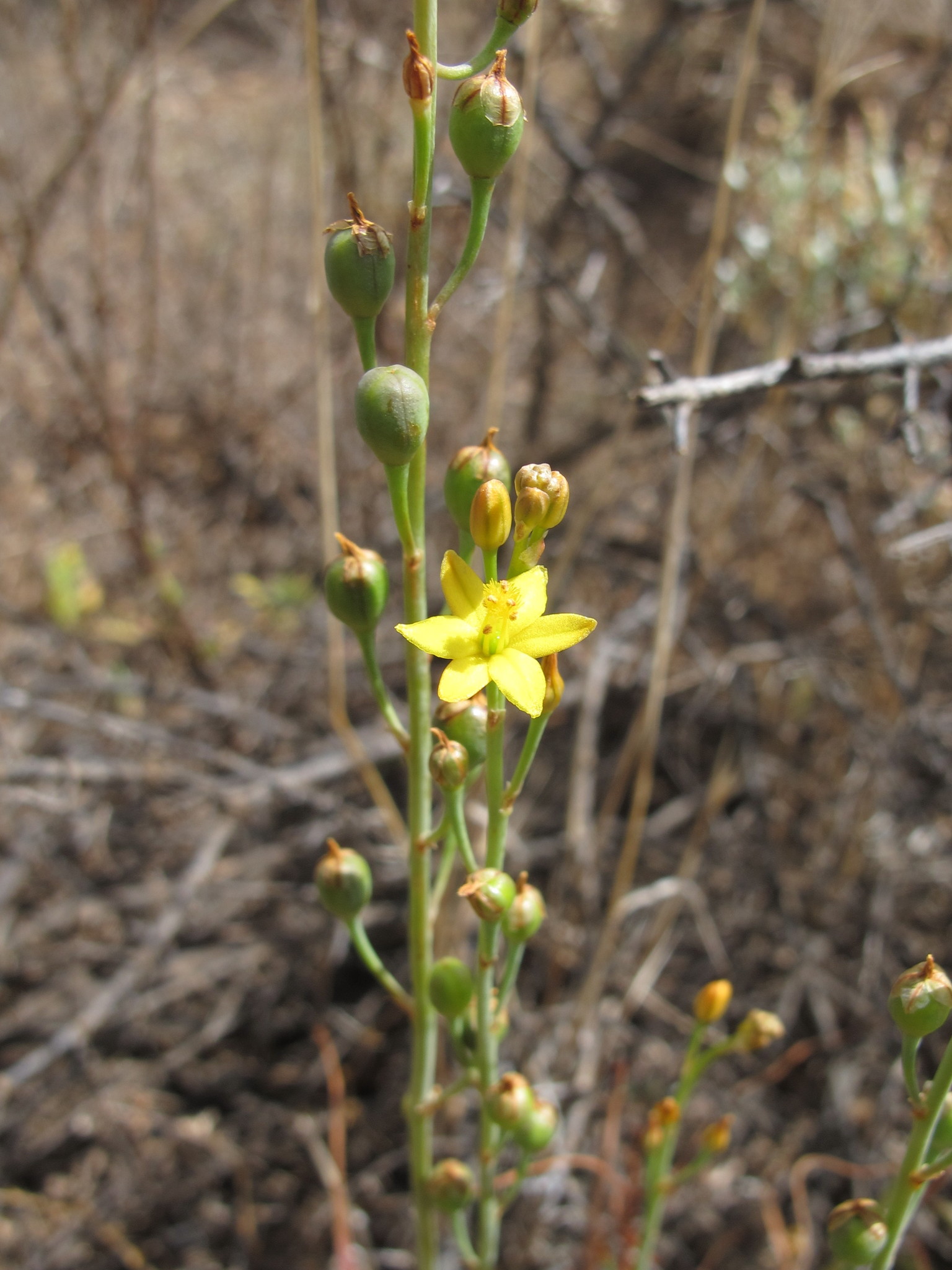 Bulbine semibarbata