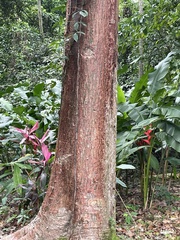Bursera simaruba