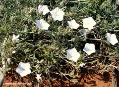 Convolvulus oleifolius