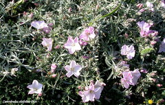Convolvulus oleifolius