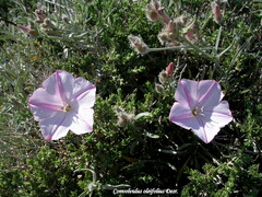 Convolvulus oleifolius