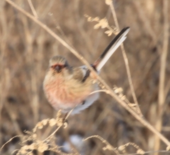 Carpodacus sibiricus