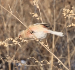 Carpodacus sibiricus