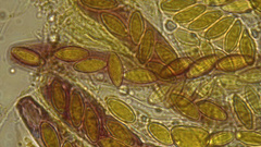 Ascobolus crenulatus