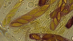 Ascobolus crenulatus