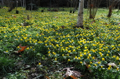 Eranthis hyemalis