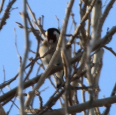Carduelis carduelis