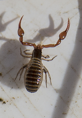 Pseudoscorpiones