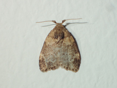 Utriculofera endaurompinata