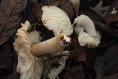 Russula atrorubens
