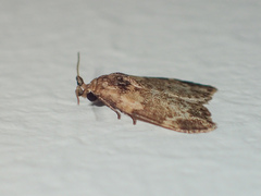 Utriculofera endaurompinata