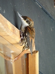 Pygarrhichas albogularis