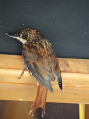 Pygarrhichas albogularis