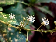 Codiaeum variegatum pictum