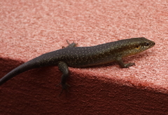 Trachylepis thomensis