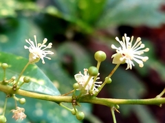 Codiaeum variegatum pictum