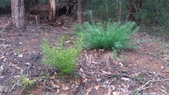 Podocarpus