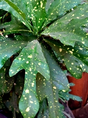 Codiaeum variegatum pictum