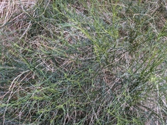 Ambrosia salsola