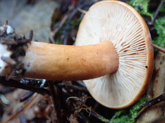 Lactarius subviscidus