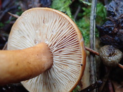 Lactarius subviscidus