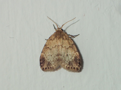 Utriculofera endaurompinata