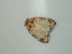 Utriculofera endaurompinata