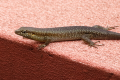 Trachylepis thomensis