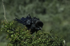 Corvus capensis