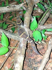 Cyrtodactylus deccanensis