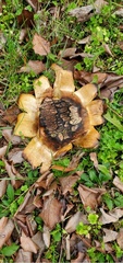 Astraeus hygrometricus