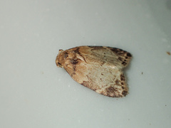 Utriculofera endaurompinata