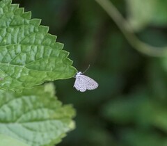 Zizula hylax pygmaea
